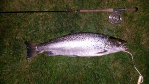 Havørred på 83 cm og 7,8 kg