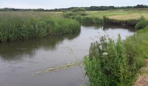 Foto fra Gels å ved Årup vej