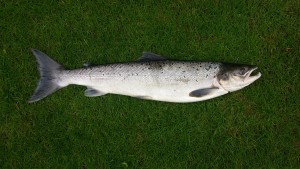 Bjarne Rasmussen Laks 56 cm