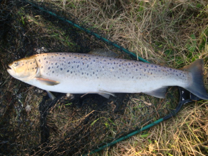 Thorkild Sørensen Havørred 53 cm 1.65 kg