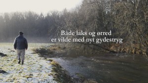 Både laks og ørreder...