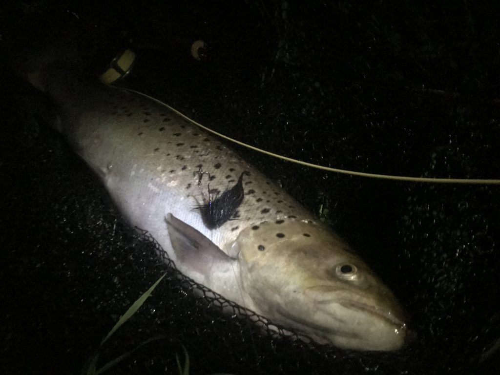 Havørred 65 cm sammen med "Sprutten"