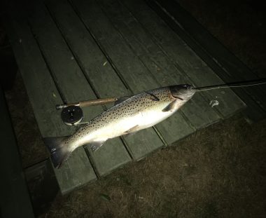 Endnu en fin fisk kaster sig over sprutten