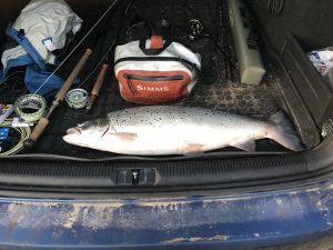 En buttet havørred på 75 cm 5.3 kg 