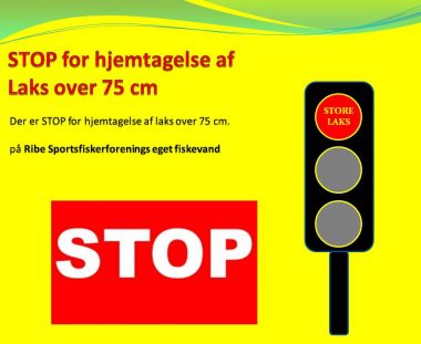 STOP for hjemtagelse af laks over 75 cm