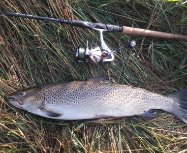 Martin Lausen havørred 60 cm 2.5 kg