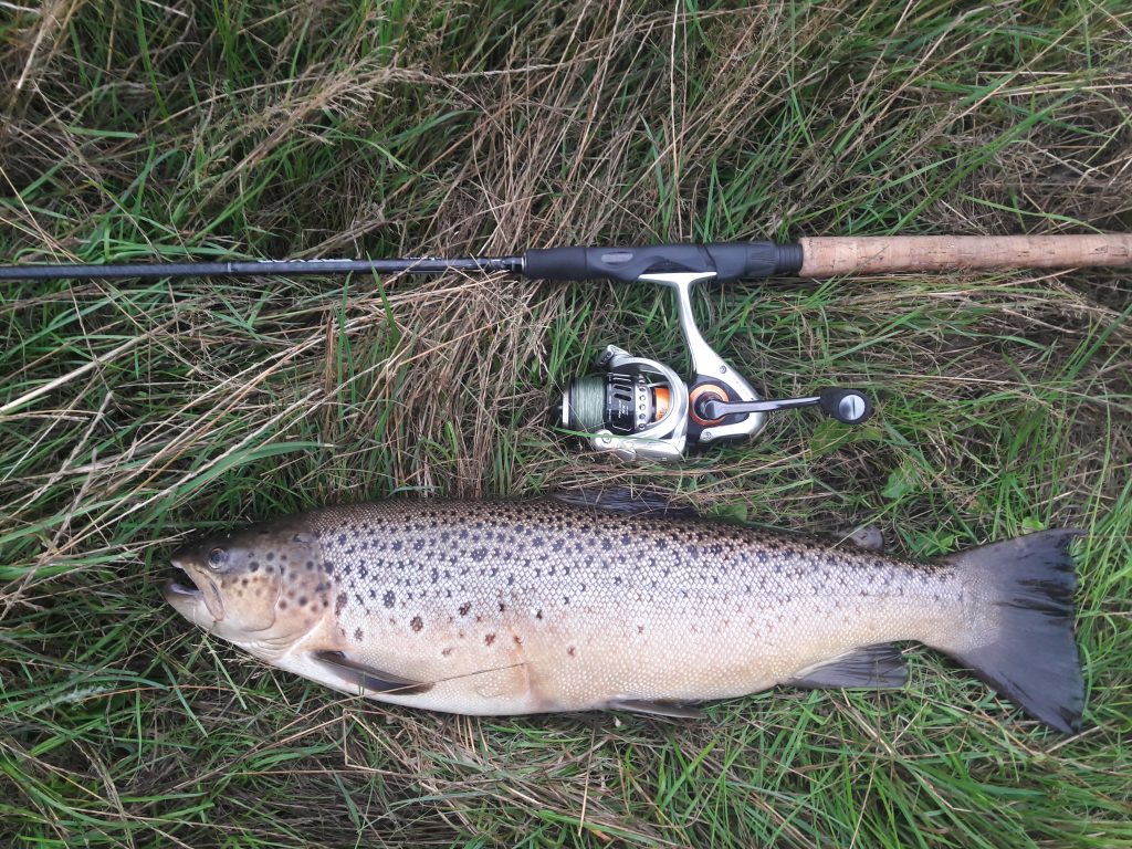 Martin's Havørred 61 cm 2.6 kg