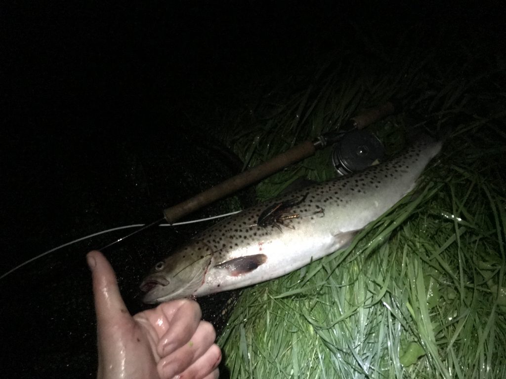 Dennis havørred 60 cm fra Gelså