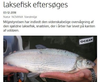 LAKSEFISK EFTERSØGES