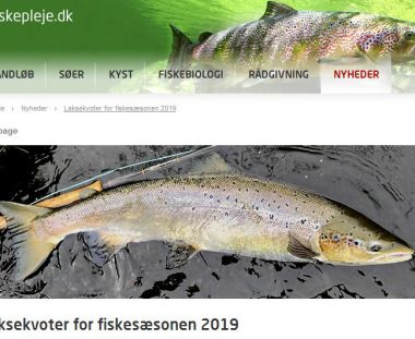 Nyt fra DTU Fiskepleje