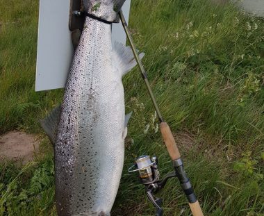 Ole Laursen Havørred 85 cm 7.5 kg