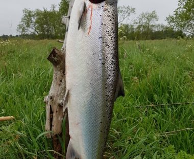 Ole Laursen Laks 90 cm 6.85 kg