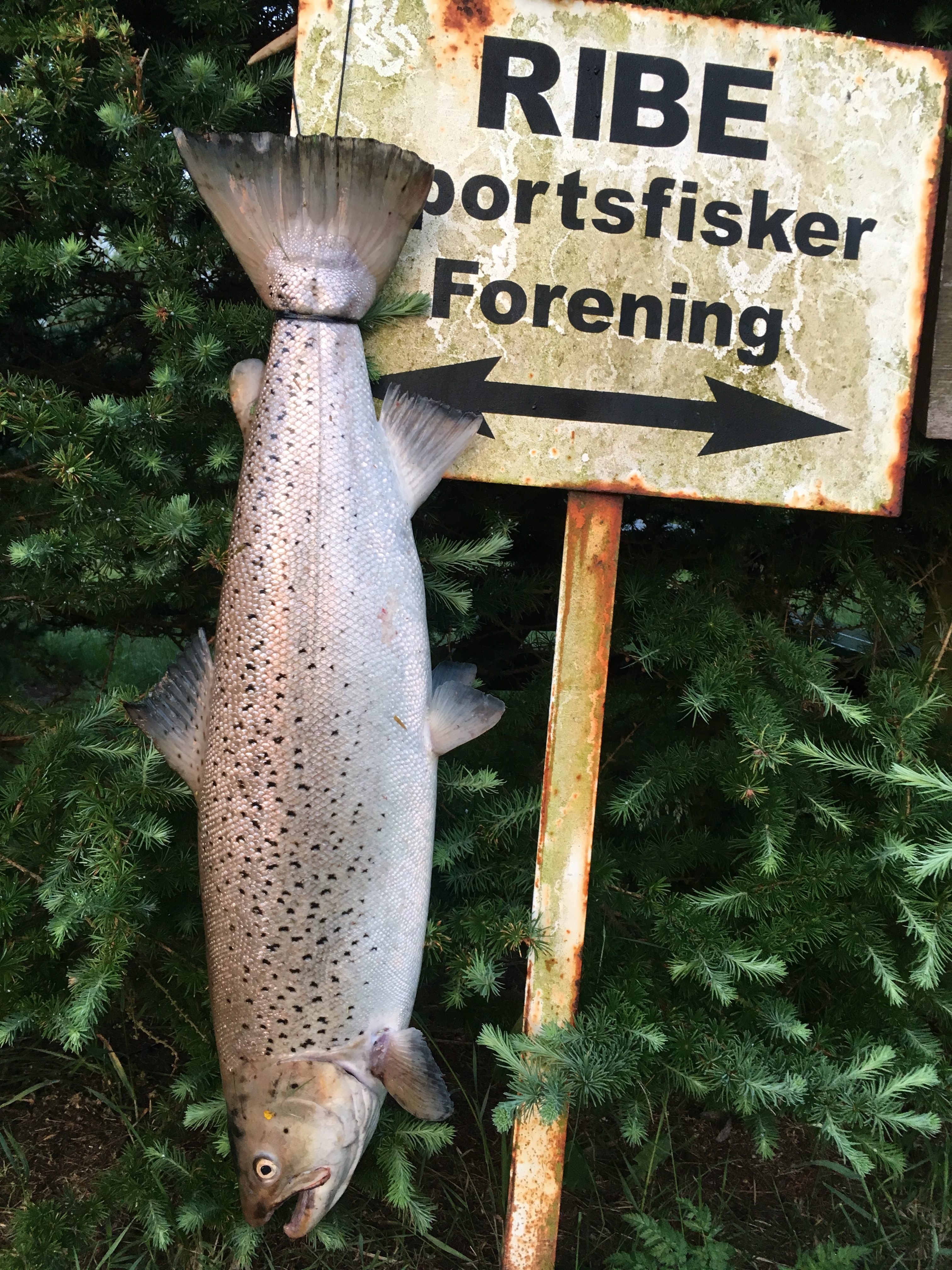 Dennis Hynkemejer Havørred 79 cm 6.4 kg 