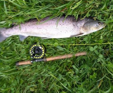 Ole Veltz Havørred 71 cm 4.1 kg