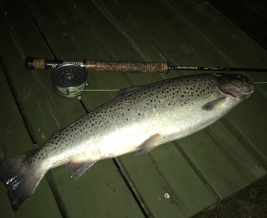 Dennis havørred på 62 cm