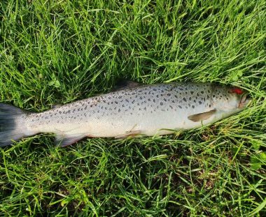 Finn Kruse Jensen, havørred 52 cm fra Gels å