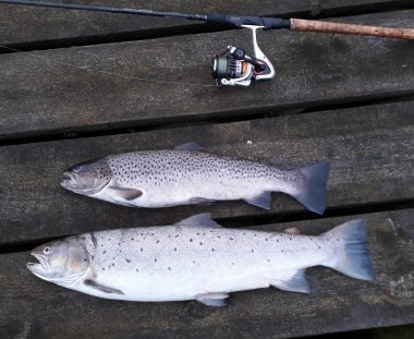 Martin Gude’s havørreder 63 cm 53 cm