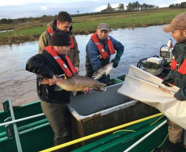Elfiskeri efter moder fisk