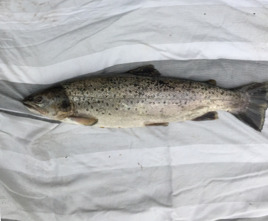 Erik Erbs havørred 52 cm 1,7 kg
