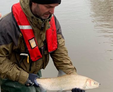 Årets el-fiskeri efter laks