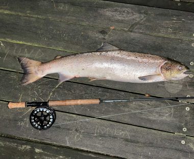 Martin Schack laks 85 cm 5.6 kg.