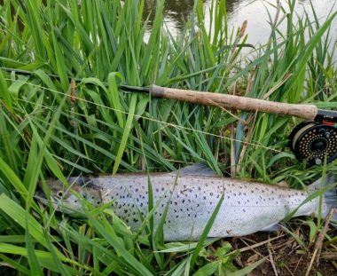 Bent Ole Bundgaard havørred 59 cm 2,5 kg