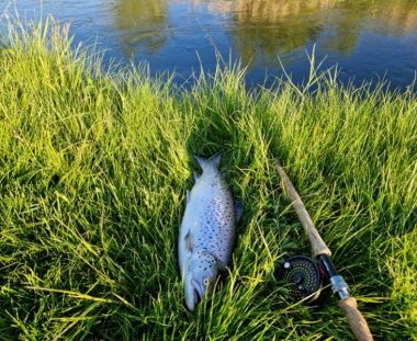 Bent Ole Bundgaard Havørred 59 cm 2,8 kg