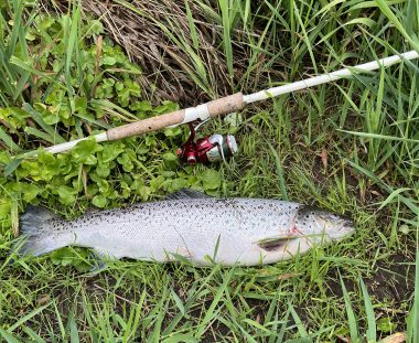 Jørgen Frost Havørred 59 cm 2.5 kg