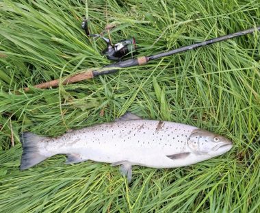Martin Gude Havørred 60 cm 3,1 kg