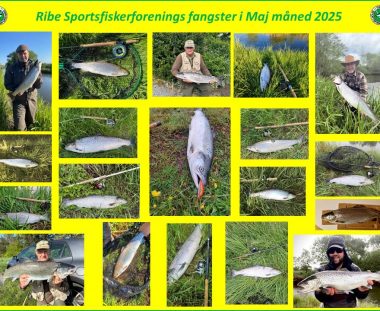 Ribe Sportsfiskerforenings fangster i Maj måned 2025