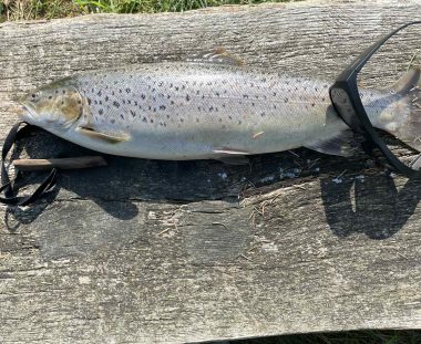 Sanne Trans Appel, Havørred 54 cm 2.1 kg