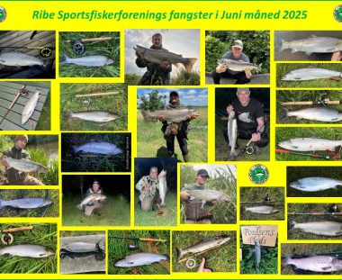 Ribe Sportsfiskerforenings fangster i Juni måned