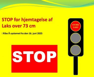 Stop for hjemtagelse af store laks fra den 16. juni 2025.