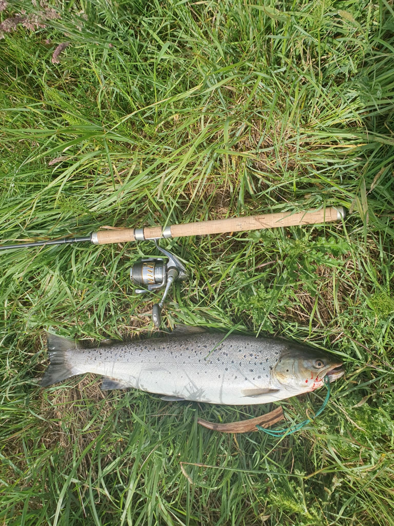 Bjørn Neitzel havørred 63 cm 2,9