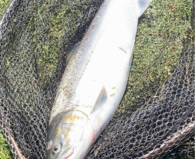 Casper Riber Michelsen Havørred 60 cm 2.4 kg