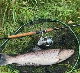 Torben Holm Havørred 63 cm