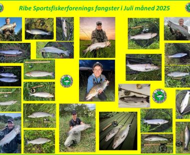 Ribe Sportsfiskerforenings fangster i Juli måned