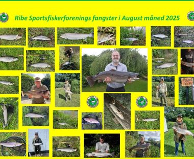 Ribe Sportsfiskerforenings fangster i August måned