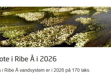 Laksekvote for Ribe Å i 2026