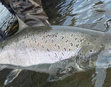 Samarbejdsudvalget har fordelt laksekvoten.