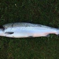 Årets største laks senior 2016
Arne Mikkelsen Laks 97,5 cm 10,1 kg