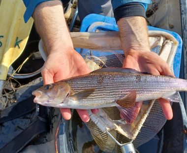 FREDNING AF STALLINGEN