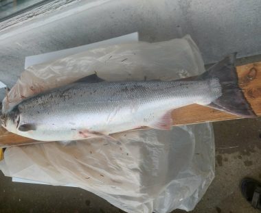 Christian Svendsen Laks 92 cm 8,1 kg