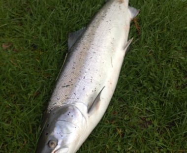 Peter Rønnov Laks 102 cm 9,3 kg