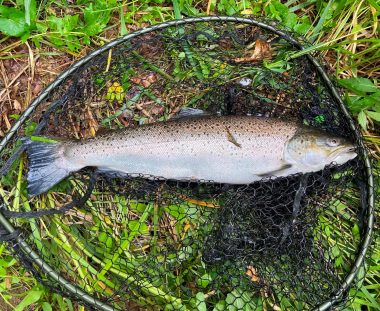 Claus Warming Ehmsen Havørred 60 cm fanget i Flads Å